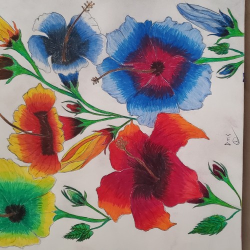 Hibiscus flower in colored pencil