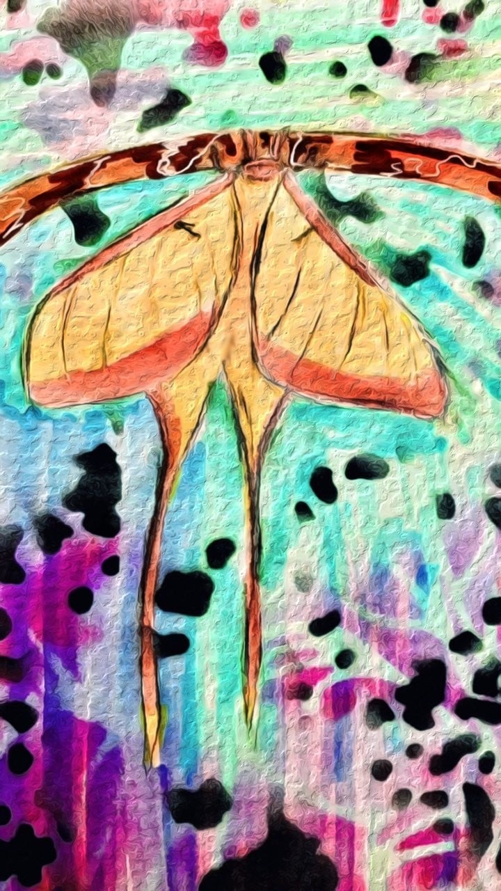 Luna Moth Drawing By Suzette Doodle Addicts