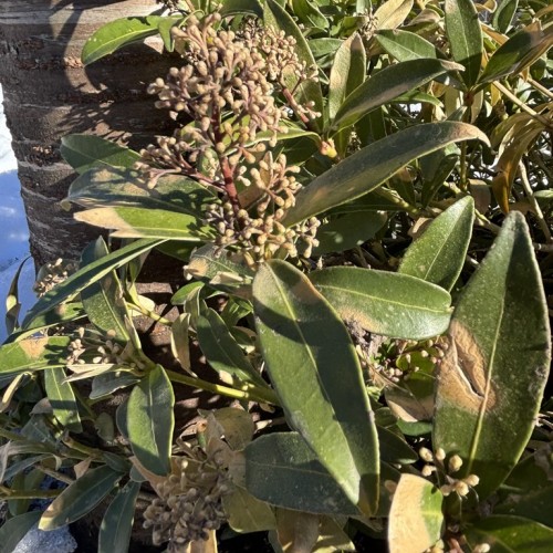 Nature Shot (version 2)