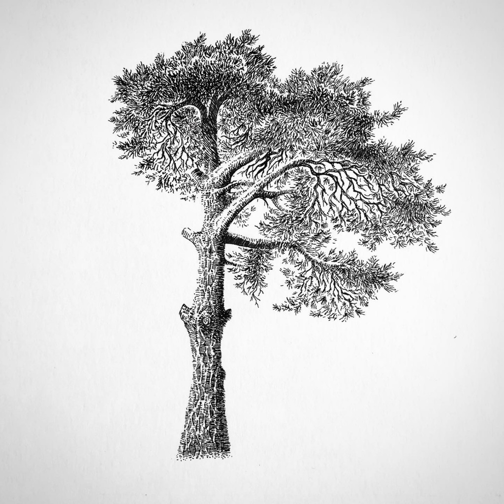 Рисунок два дерева. Tree illustration Vertical.