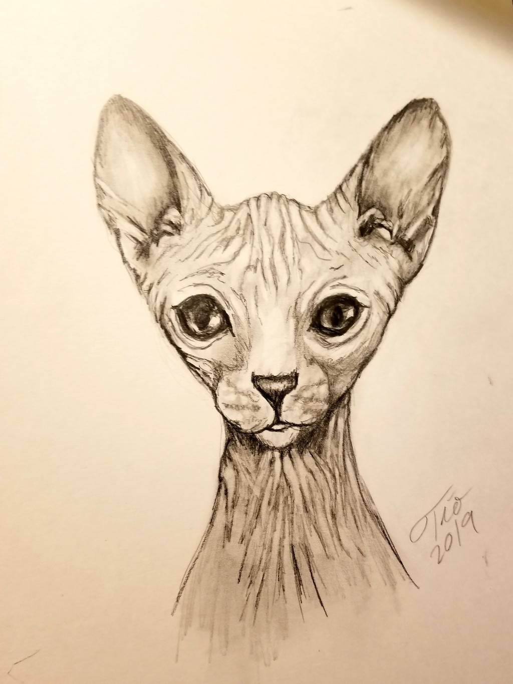 Hairless cat drawing by Calypso4u Doodle Addicts