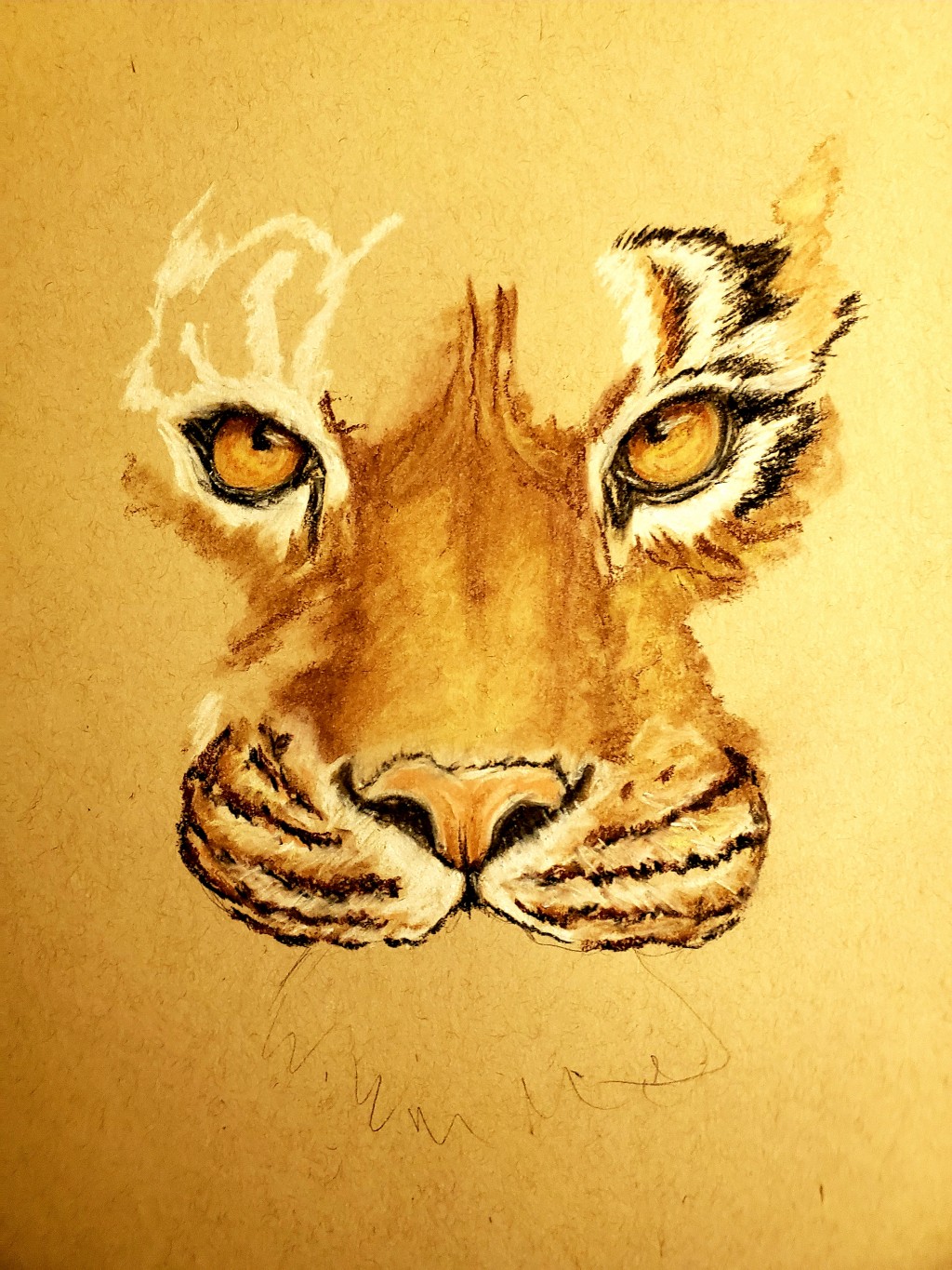 WIP tiger in pastel drawing by Calypso4u | Doodle Addicts