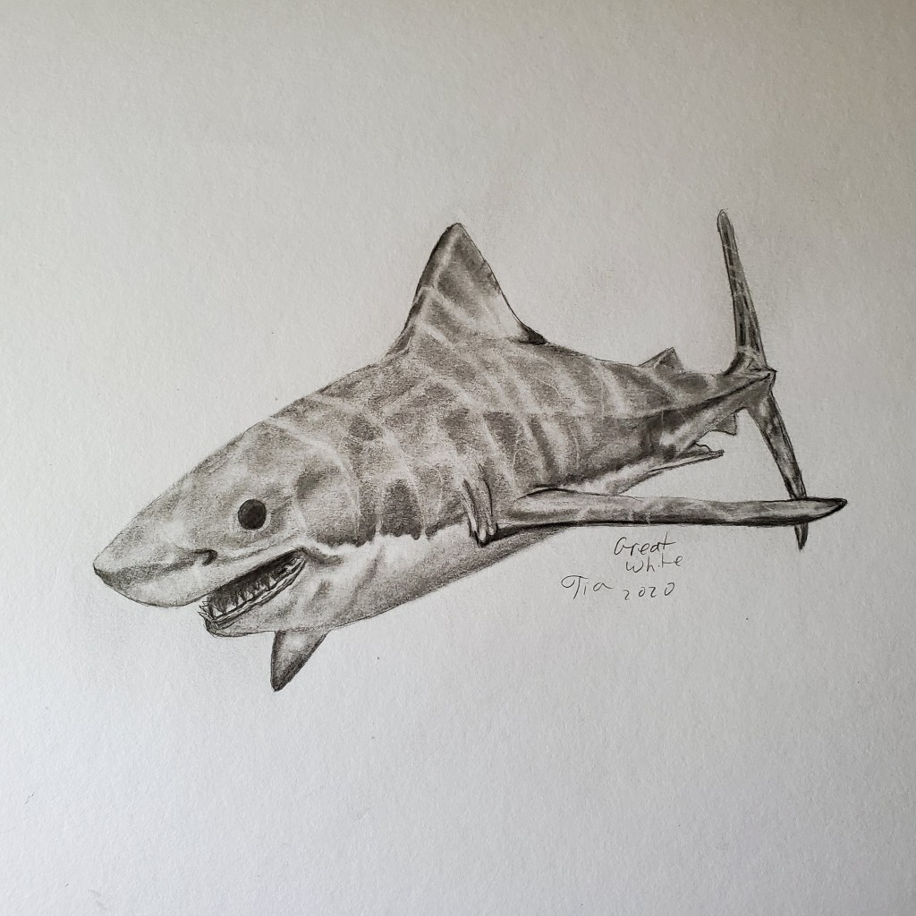 Great white drawing by Calypso4u | Doodle Addicts