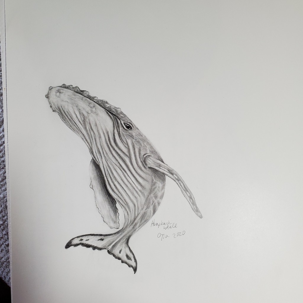 Humpback whale drawing by Calypso4u | Doodle Addicts