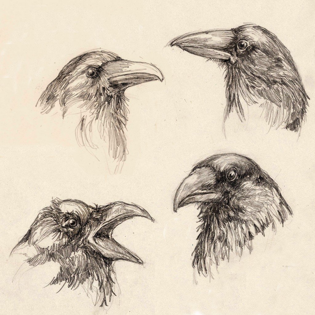 Corvid drawings drawing by Ilga Jansons | Doodle Addicts