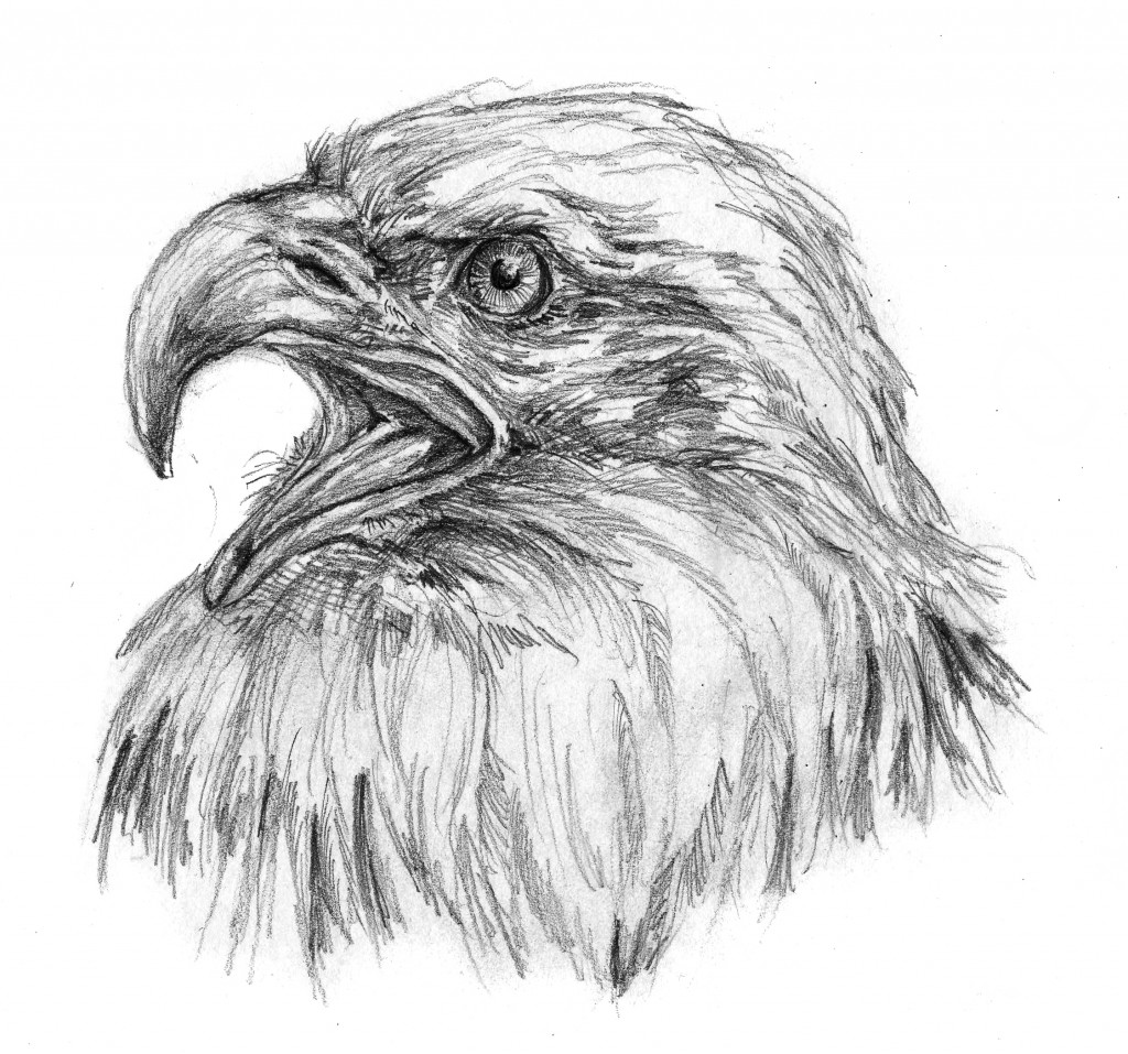 Angry eagles drawing by Ilga Jansons | Doodle Addicts