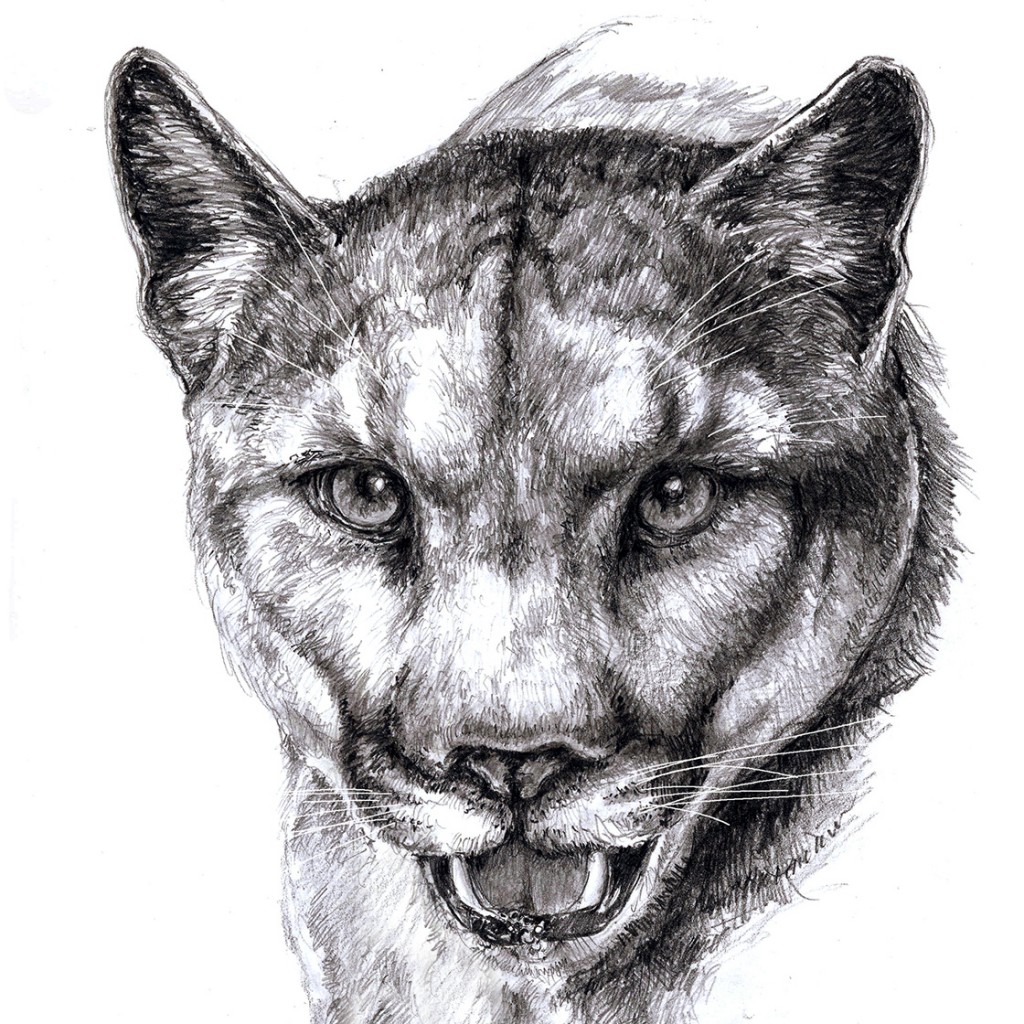 Puma drawing by Ilga Jansons | Doodle Addicts