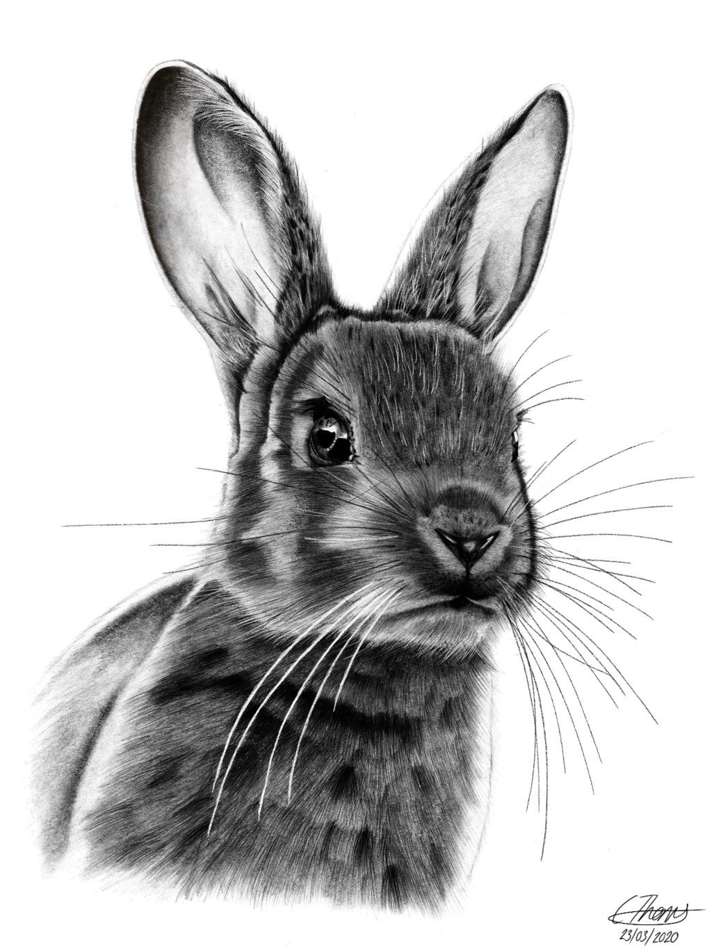 Bunny/Rabbit Realistic Drawing - Sage C. - Drawings & Illustration,  Animals, Birds, & Fish, Rabbits - ArtPal