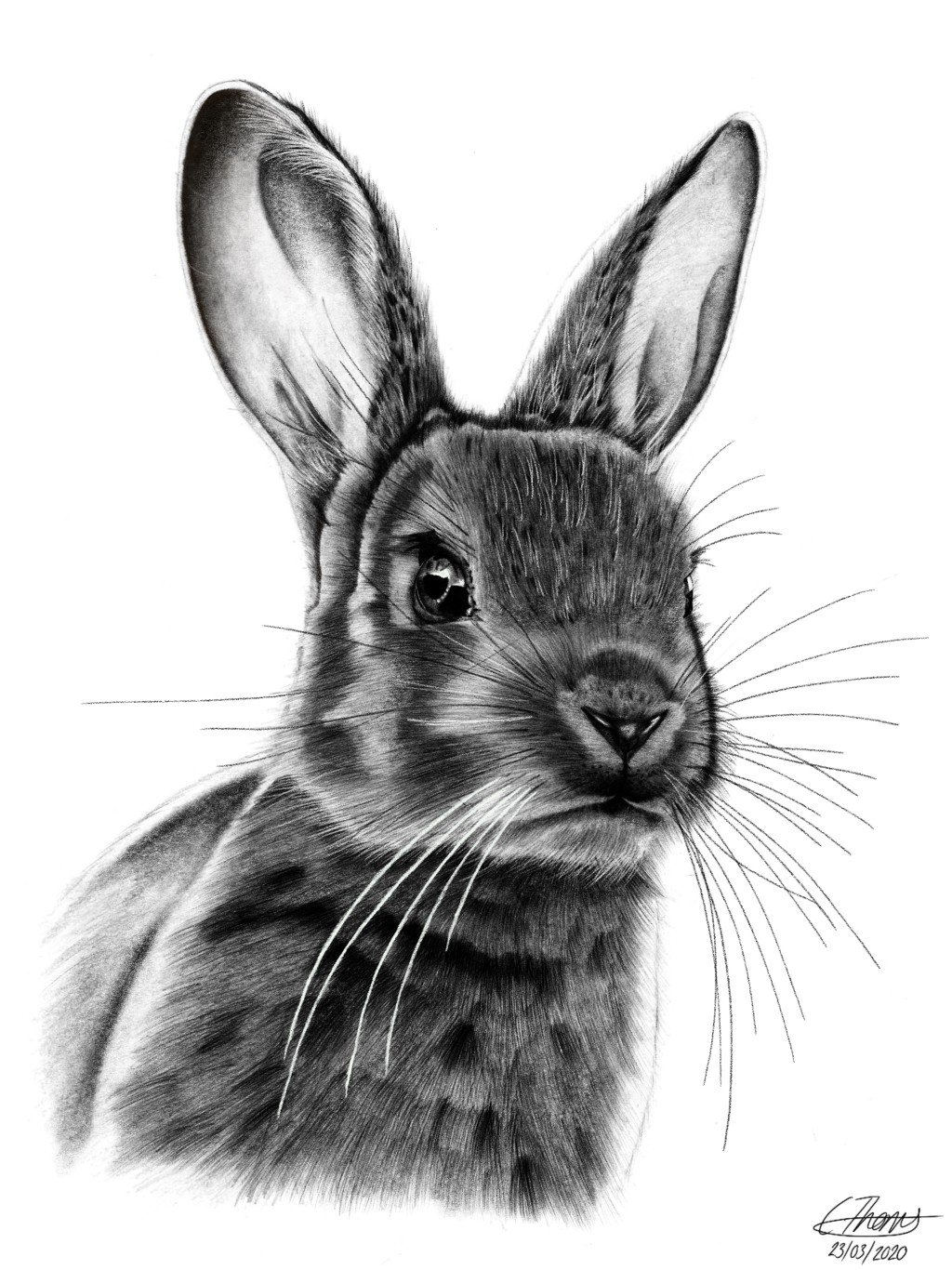 How To Draw A Realistic Rabbit