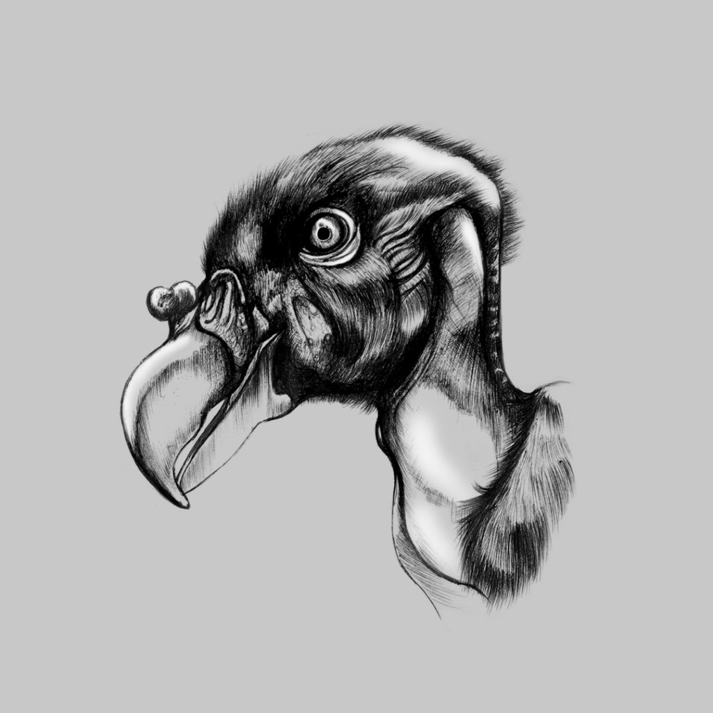 King Vulture Juvenile drawing by César Camilo Julián Caballero | Doodle ...