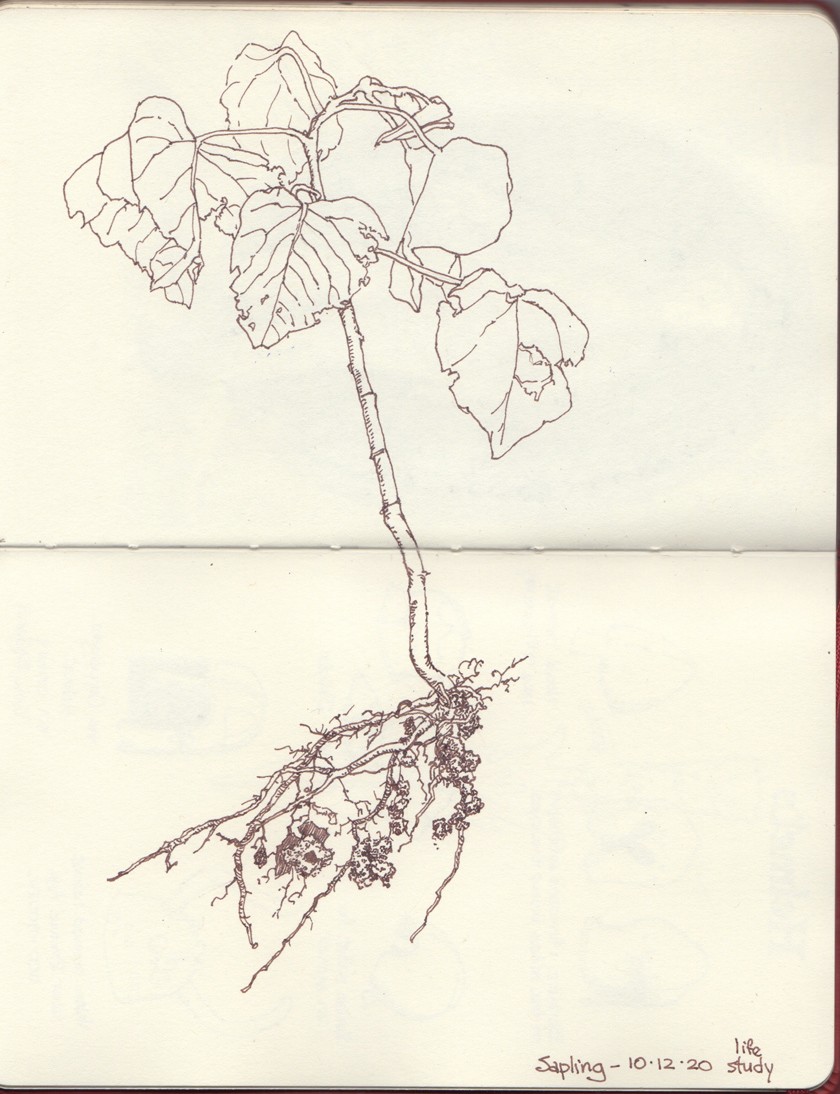 sapling drawing