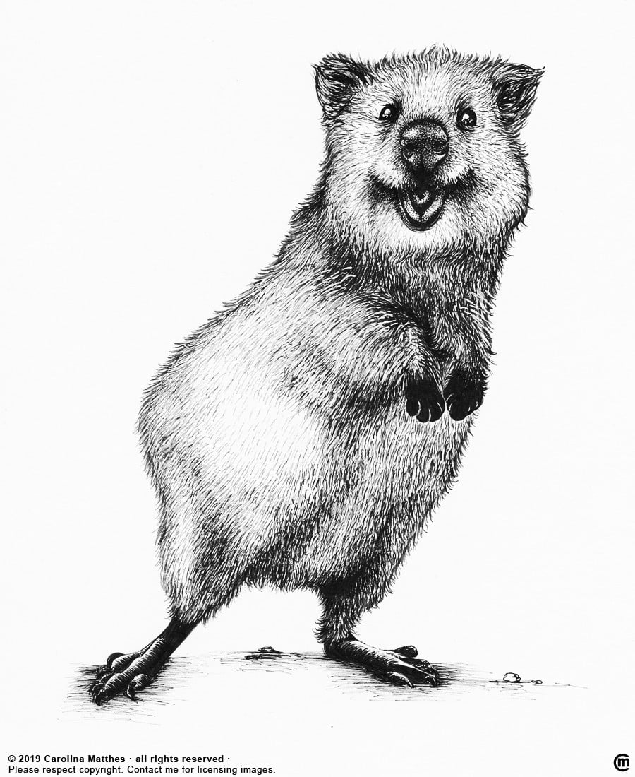 Quokka drawing by InkCatsAndMore Doodle Addicts