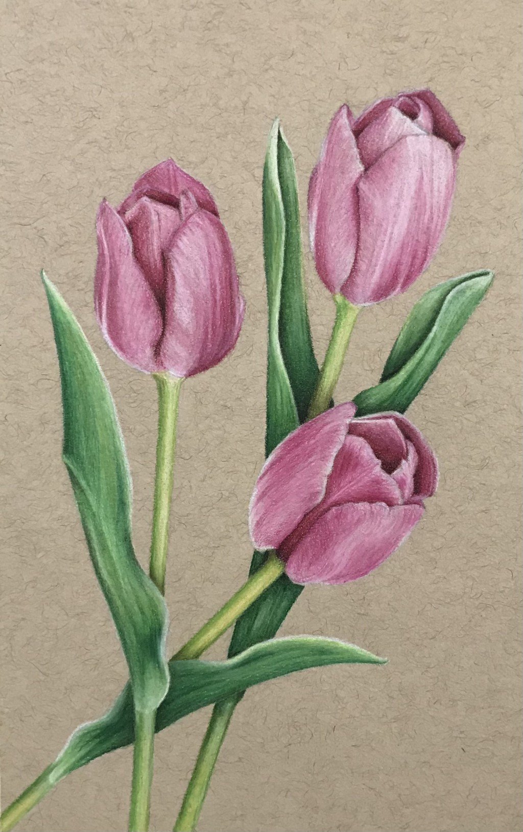 Pink tulips drawing by Misti | Doodle Addicts