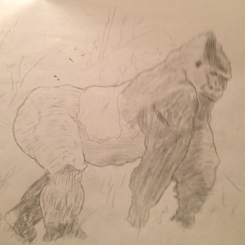 Gorilla