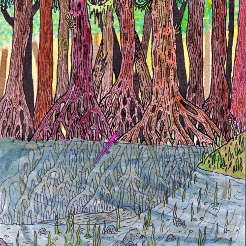 A mangrove swamp