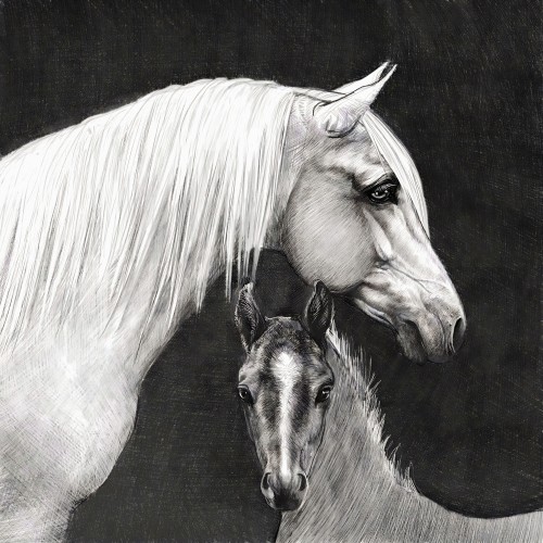 Mare & Foal