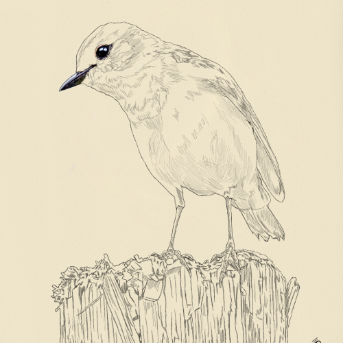 Bird Drawing Sketch Study by Oz Galeano