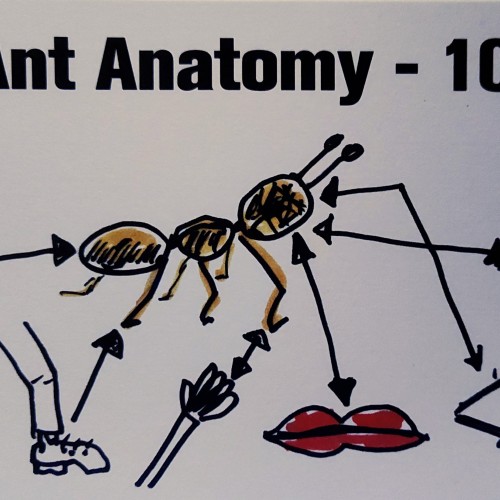 Ant Butt