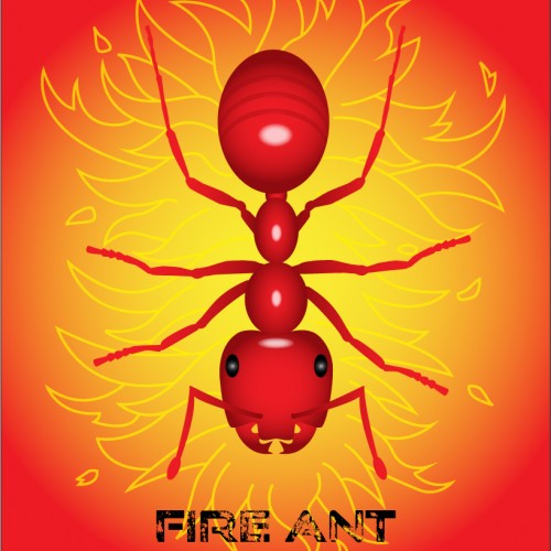 Fire Ant