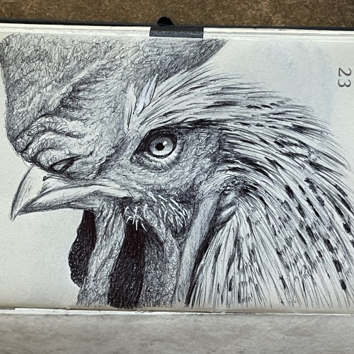 Inktober 2023 Day 23 Rooster