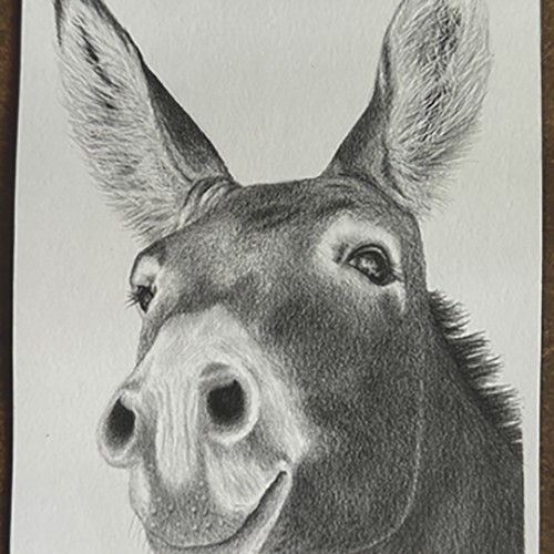 Donkey