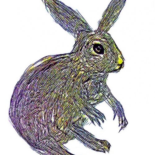 Rabbit