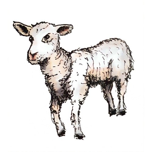 Lamb (Color)