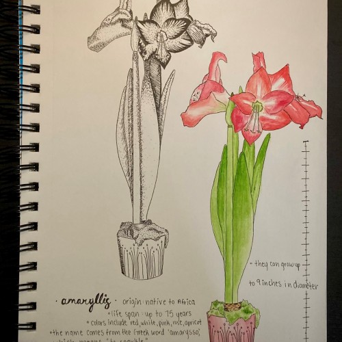 amaryllis