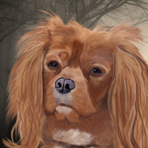 Ella Ruby Cavalier King Charles Spaniel