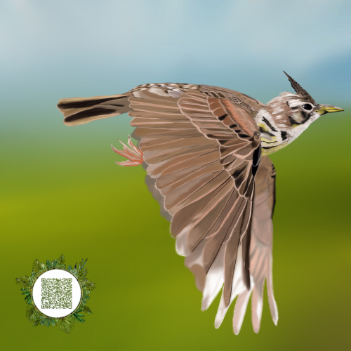 Calandra Lark