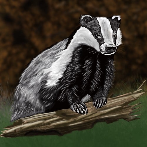 Badgers Deserve Our Care