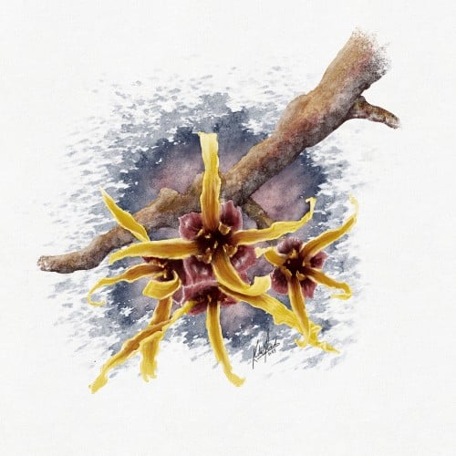 Ozark witch hazel watercolor