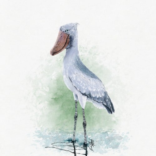 shoebill stork watercolor