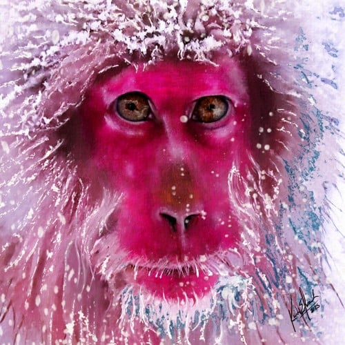 Snow monkey