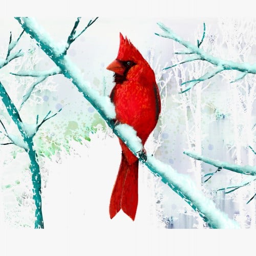 Winter Cardinal