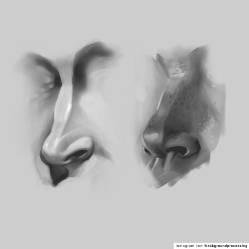 Nose studies