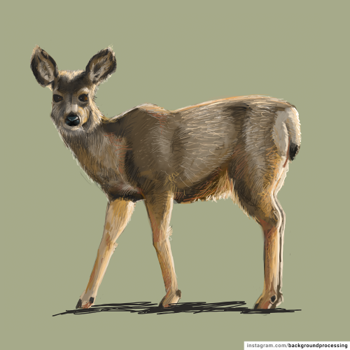 Deer