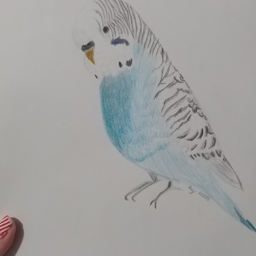 Blue Budgerigar