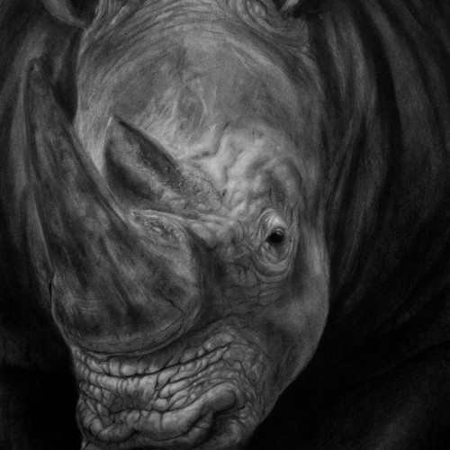 rhino drawing - charcoal