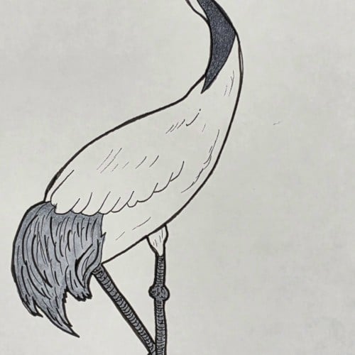 Scribbles: Shore Birds