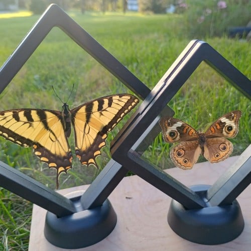 Butterfly taxidermy