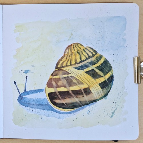 Snail in watercolor