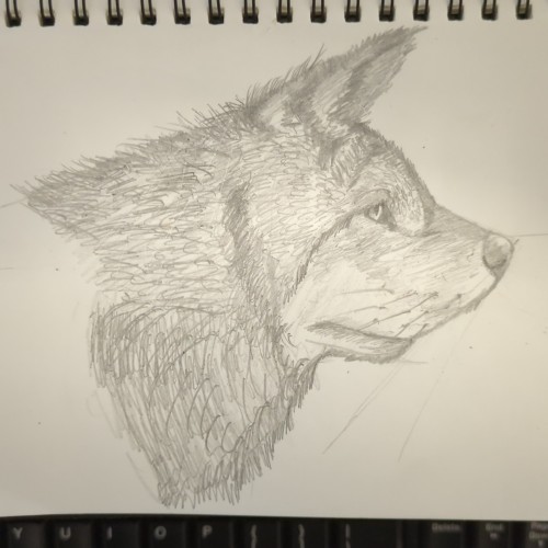 Wolf  (Followed Tutorial)