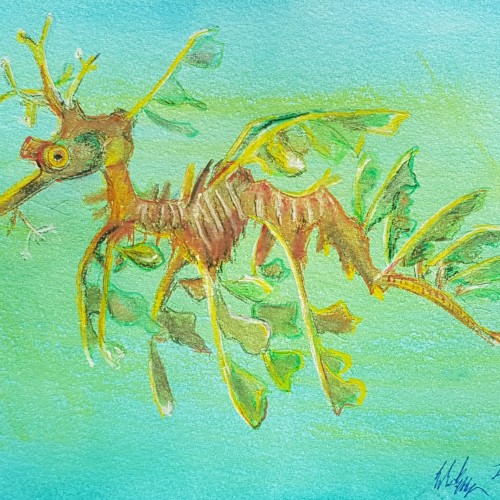 Leafy Sea Dragon (2024)