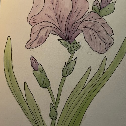 Ink & wash iris