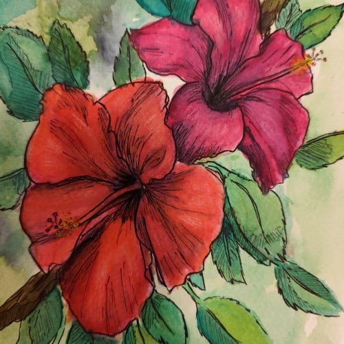 Hibiscus flowers