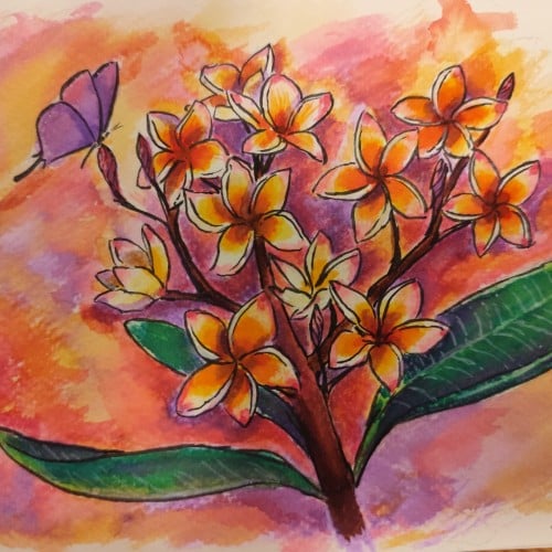 Frangipani