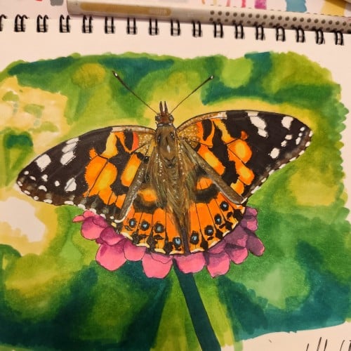 Painted lady butterfly