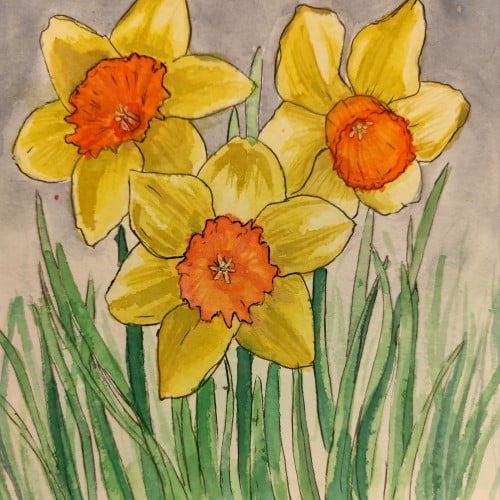 Daffodils