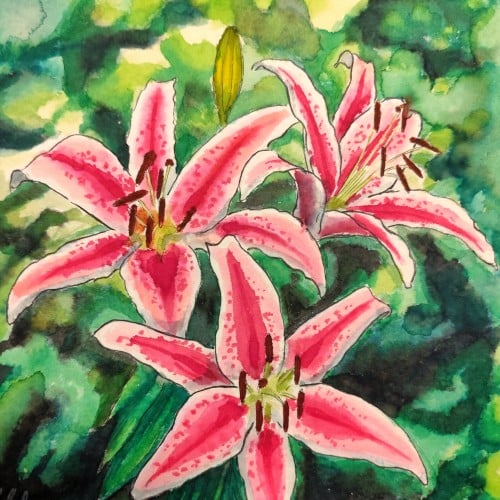 Stargazer lilies